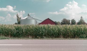 corn field