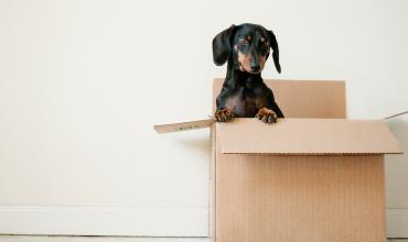 A puppy sitting in a moving box